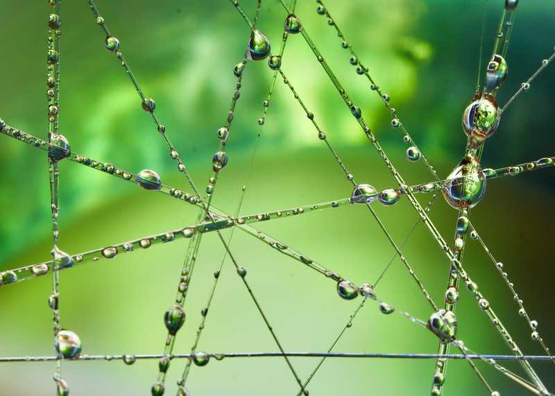 Spider web with dew