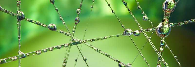 Spider web with dew